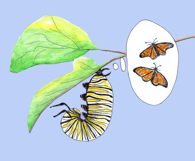 Caterpillar 5_edited-1