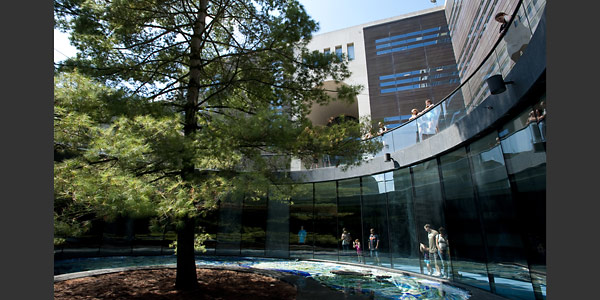 mlhc-white-pine_457272_7