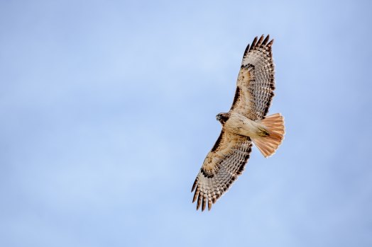 steve-harvey-597760-unsplash