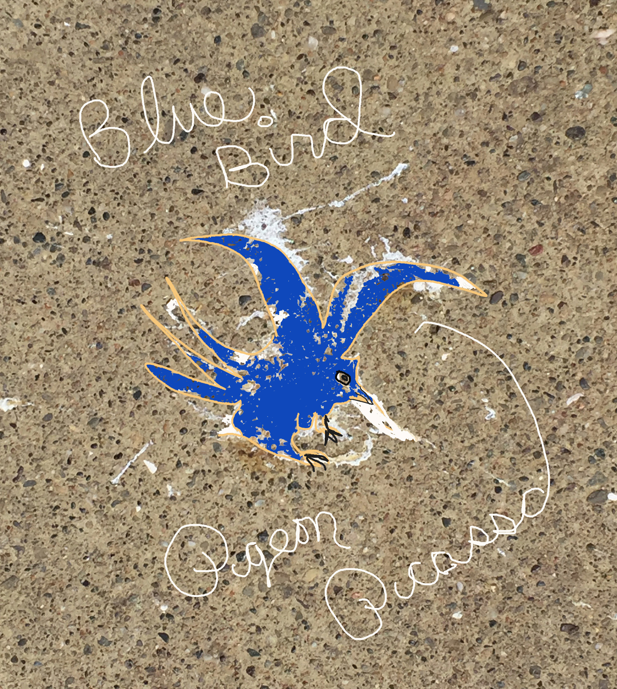 Pigeon Picasso bluebird